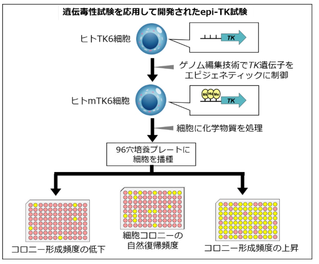 医学書籍/基礎医学｜株式会社総合医学社
